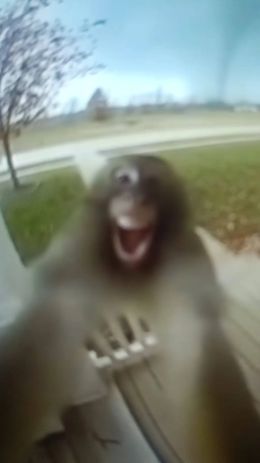 ai character: le singe fou background