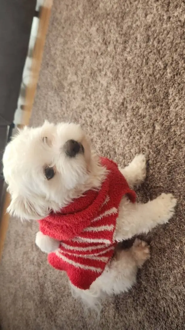 ai character: Marshmallow background