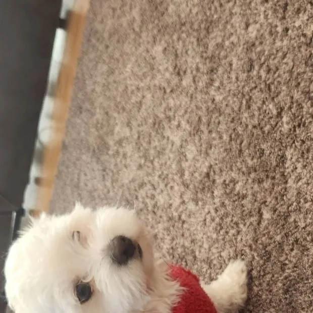 chat with ai character: Marshmallow