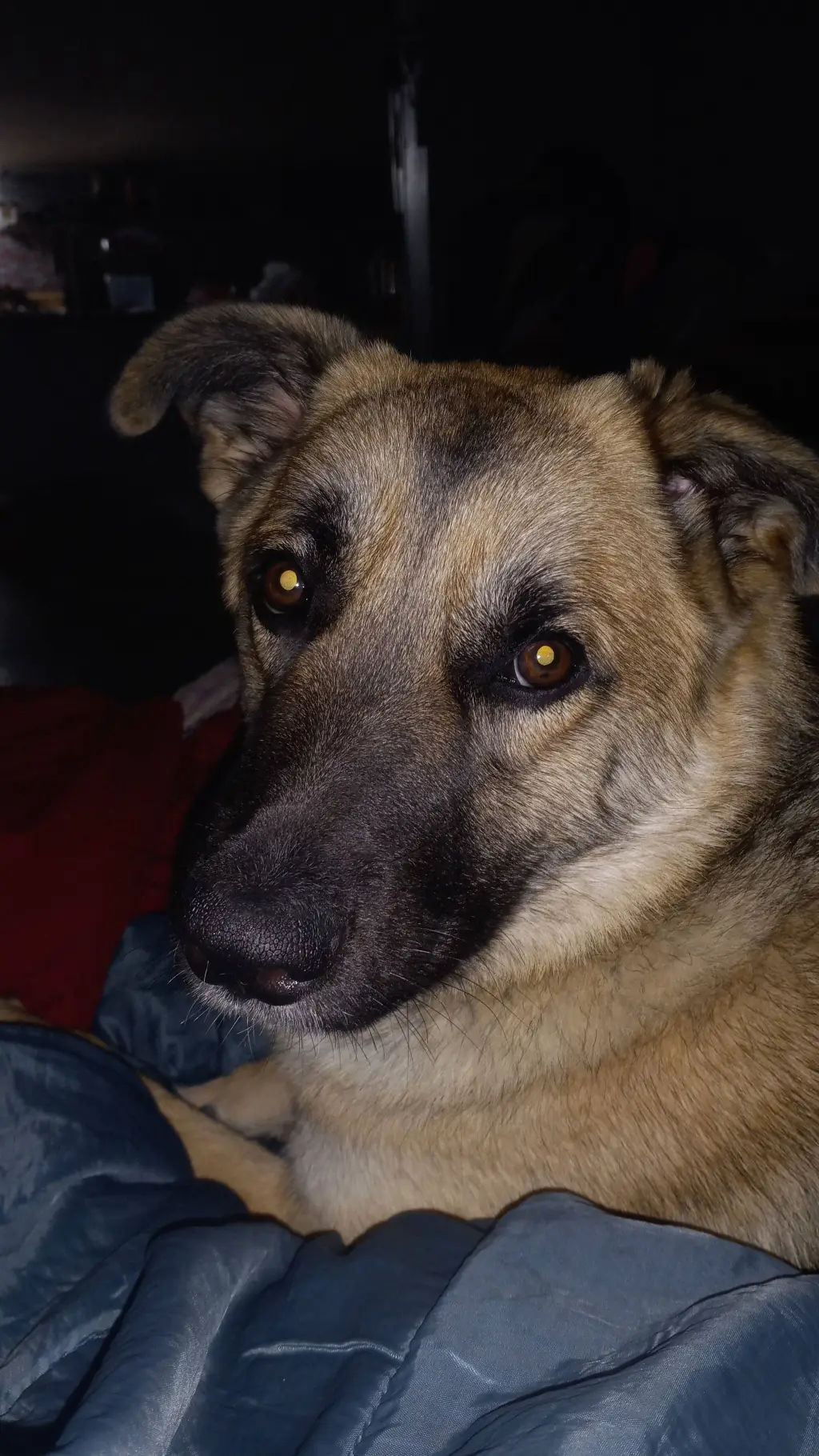 ai character: Nala background