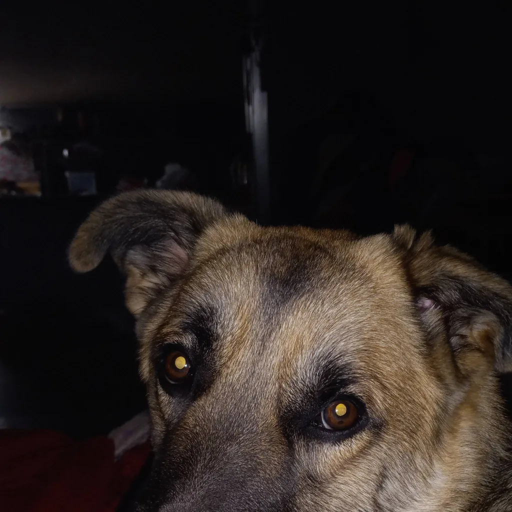 chat with ai character: Nala