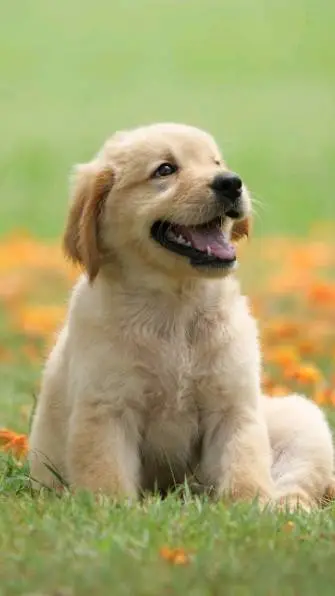 ai character: dog breed a 100  background