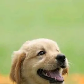 chat with ai character: dog breed a 100 