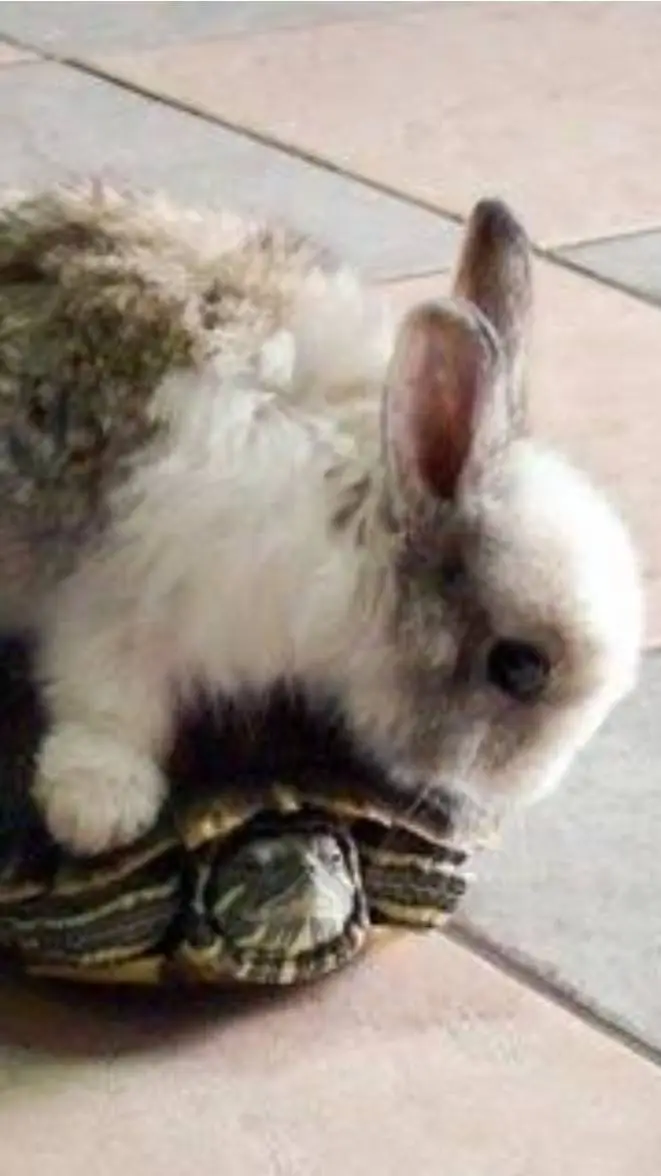 ai character: my pets bingo and background