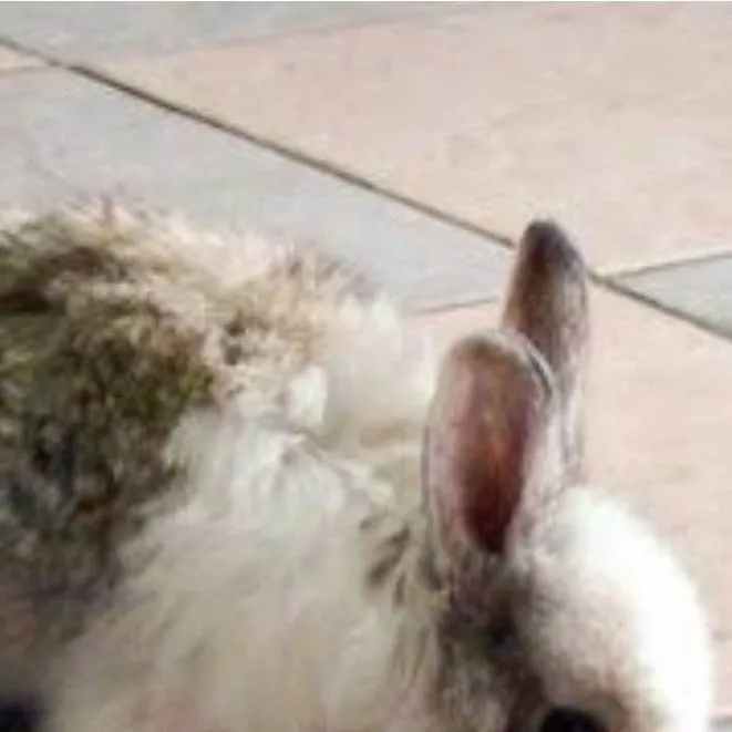 chat with ai character: my pets bingo and