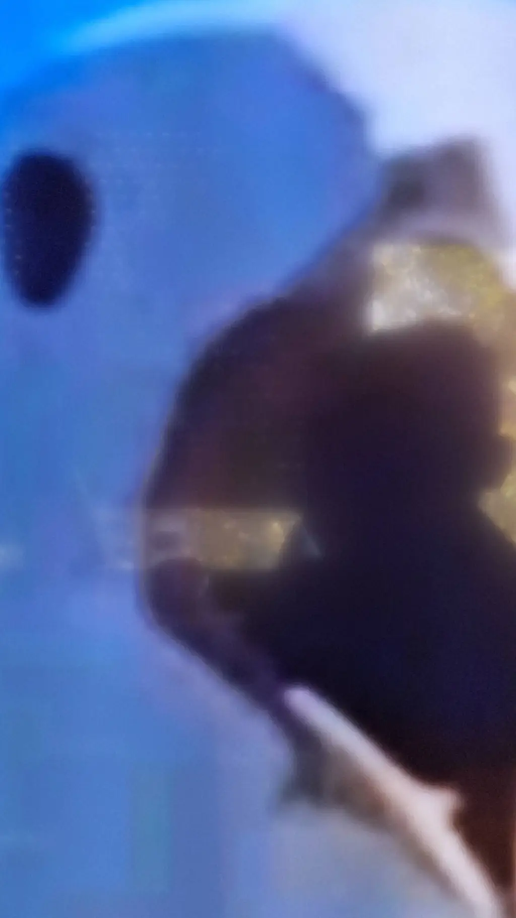 ai character: Águila   background