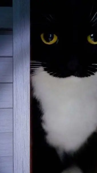 ai character: gato background