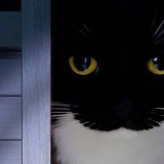 chat with ai character: gato