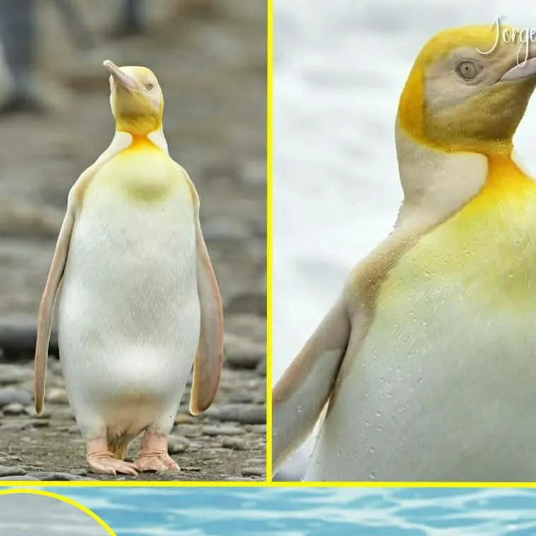 chat with ai character: Dorothy 