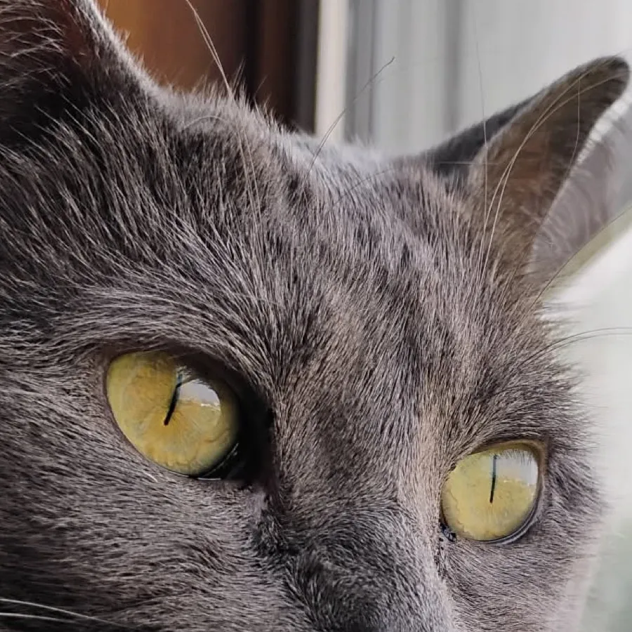 chat with ai character: Wegie cat