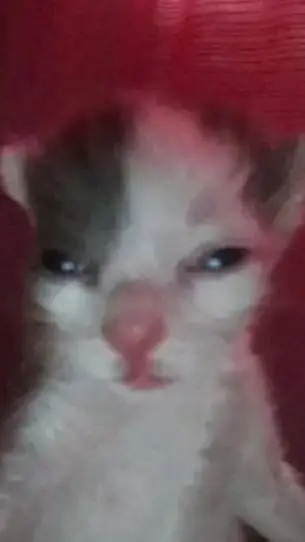 ai character: skz pick me lily  background