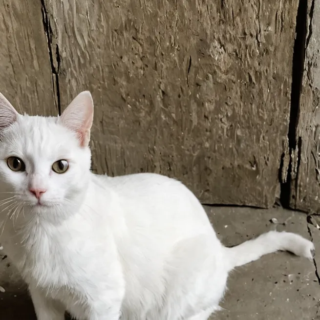 chat with ai character: luna shadow snowy