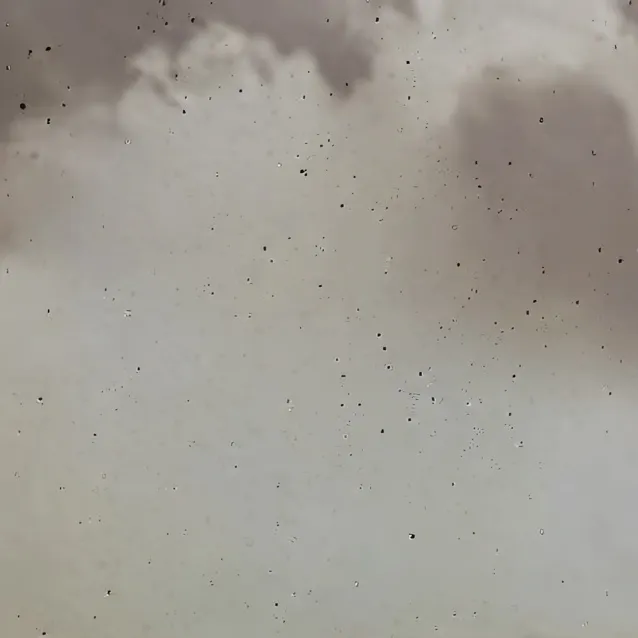 chat with ai character: pollito