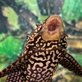 chat with ai character: suckerfish