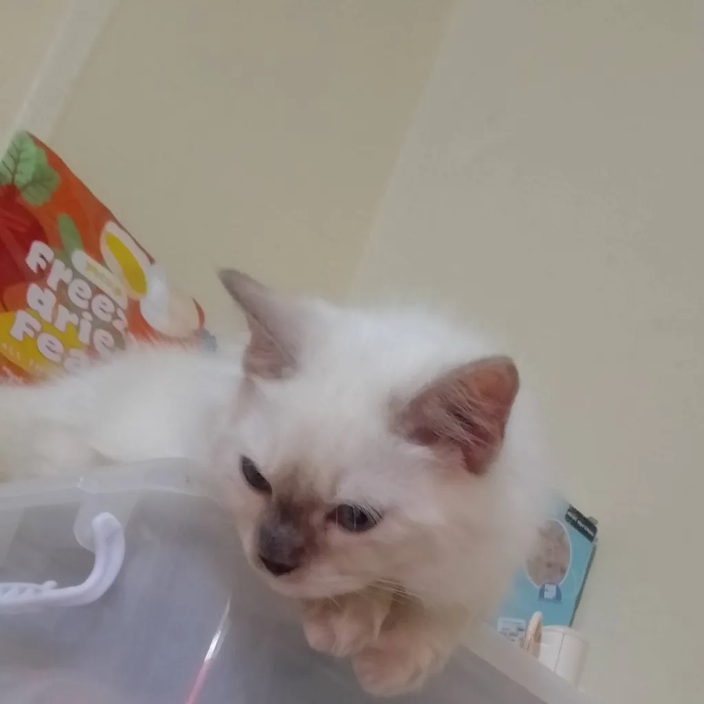 chat with ai character: your cat