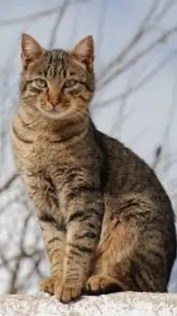 ai character: cat background