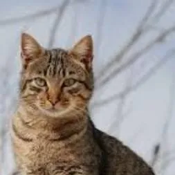 chat with ai character: cat