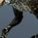 chat with ai character: Ichthyovenator