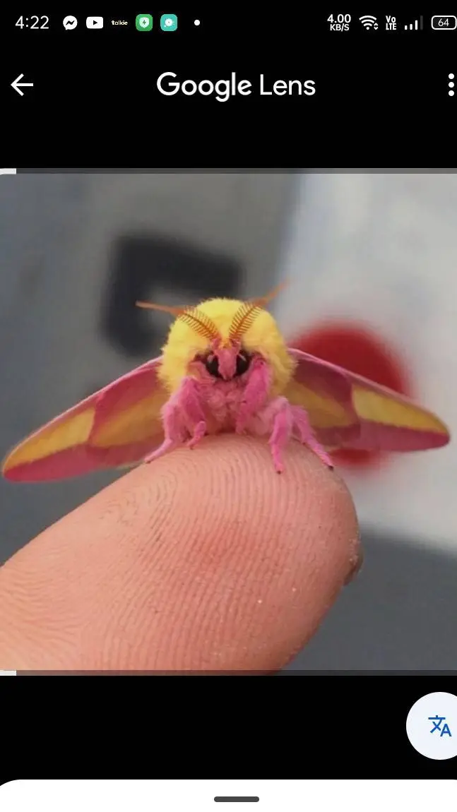 ai character: Rosy Maple Moth background