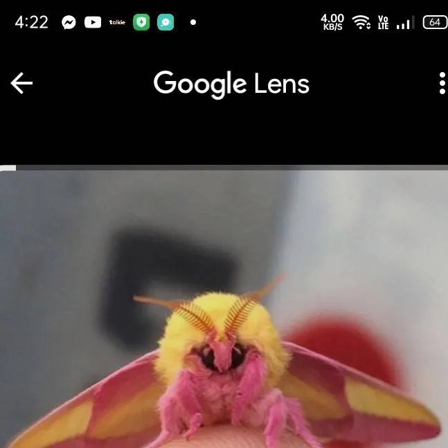 chat with ai character: Rosy Maple Moth
