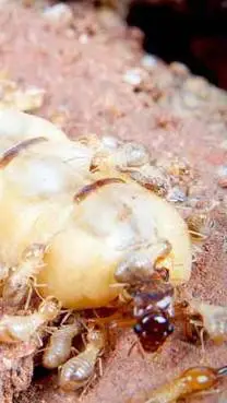 ai character: Termite colony background