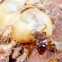 chat with ai character: Termite colony