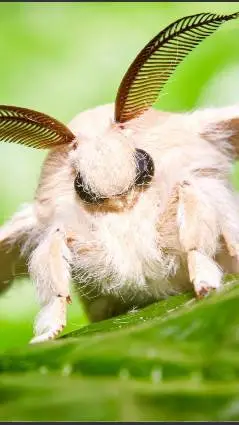 ai character: Silk Moth background