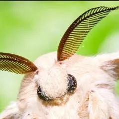 chat with ai character: Silk Moth
