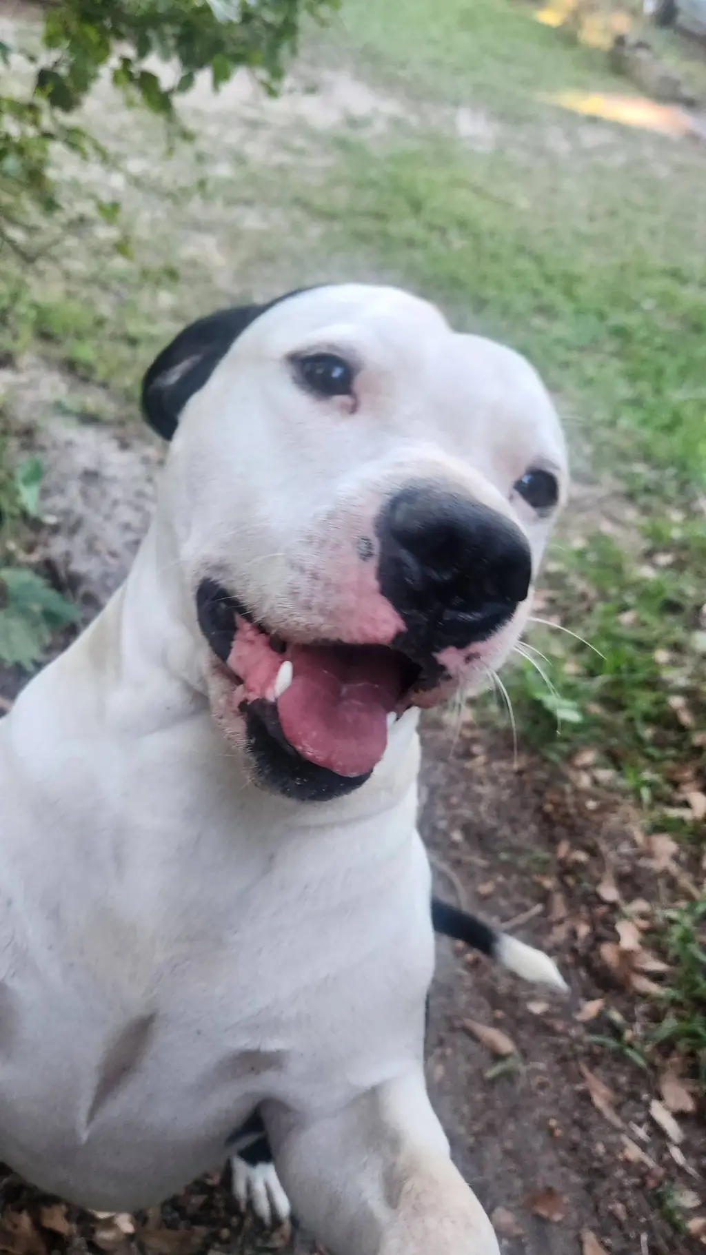 ai character: Gangster the dog background