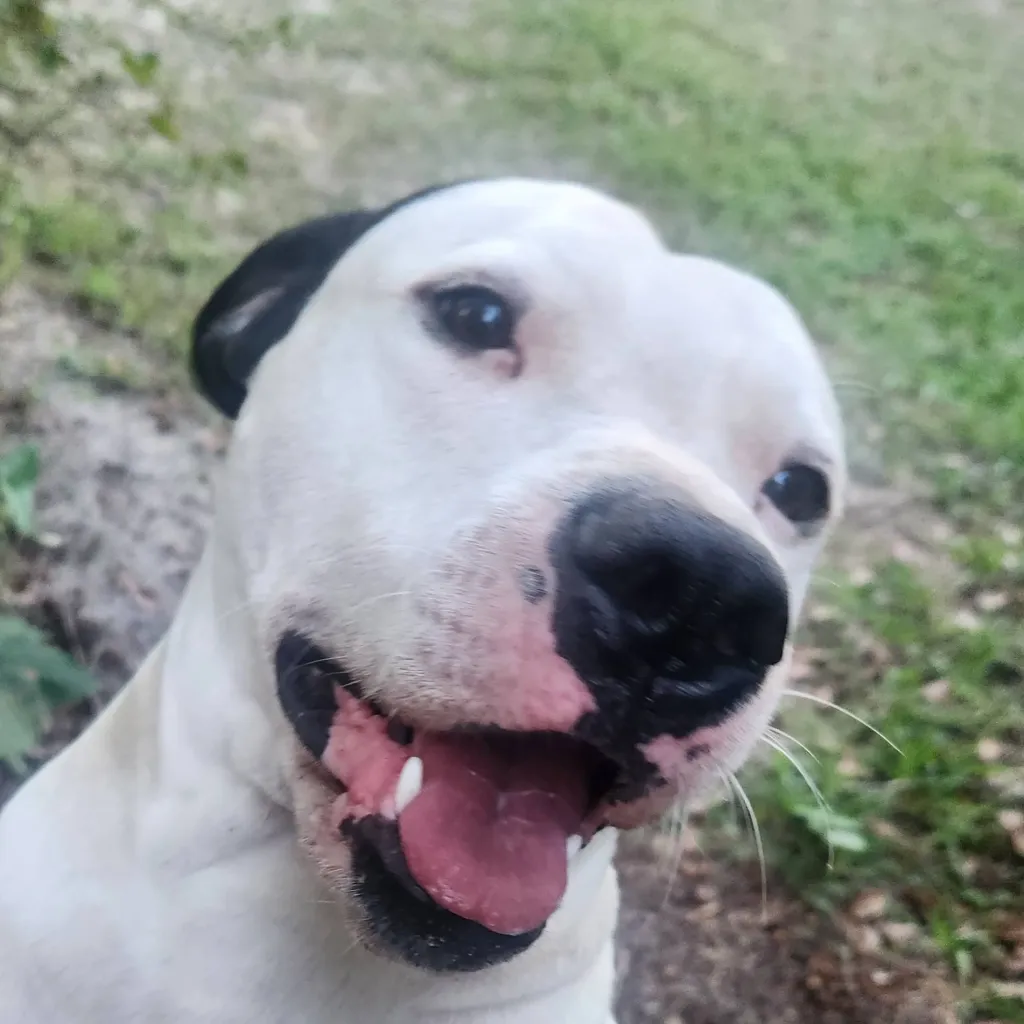 chat with ai character: Gangster the dog