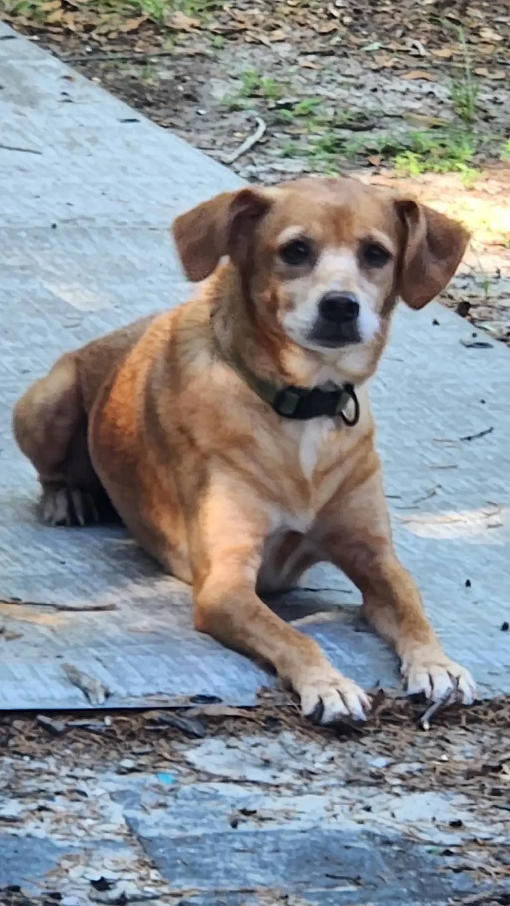 ai character: Jessie background