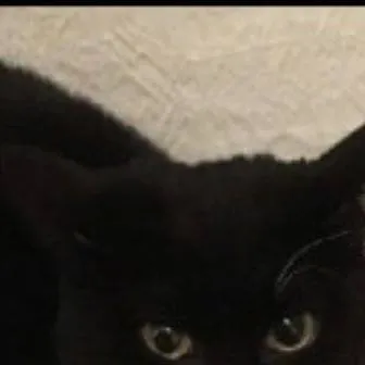 chat with ai character: Maxwell el Gato