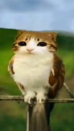 ai character: Meowl background