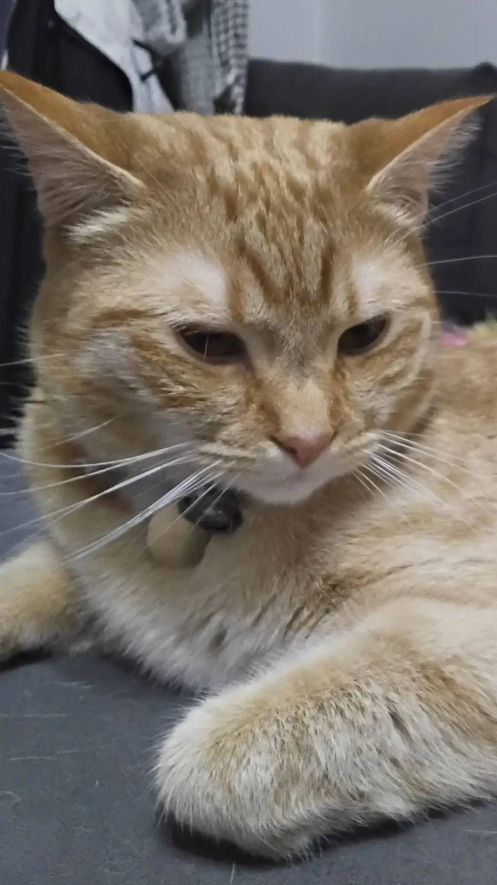 ai character: KITTY background