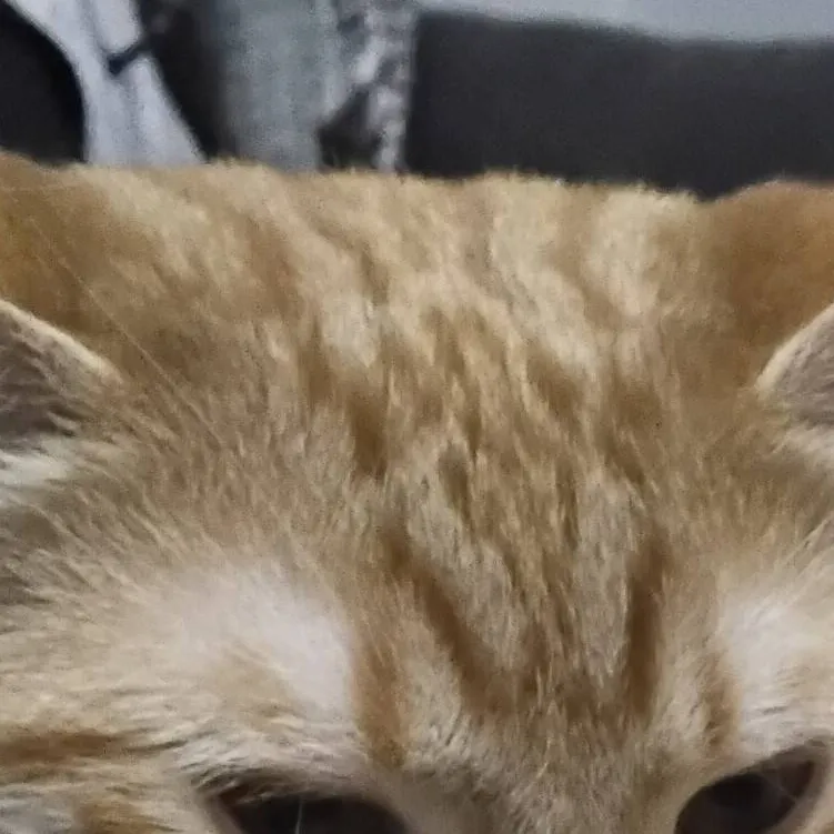 chat with ai character: KITTY