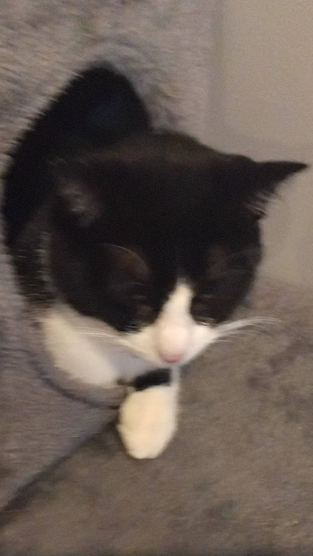 ai character: kitten background