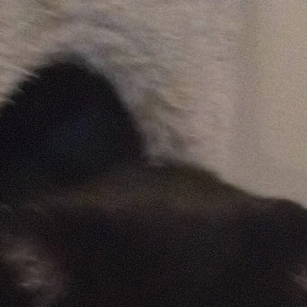 chat with ai character: kitten