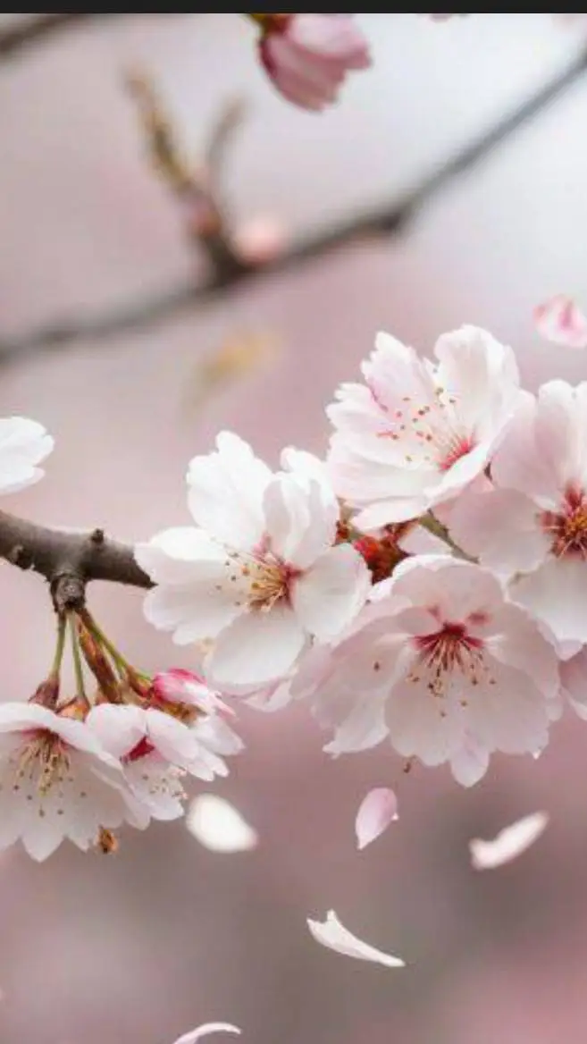 ai character: idk arranged marri background