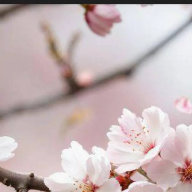 chat with ai character: idk arranged marri