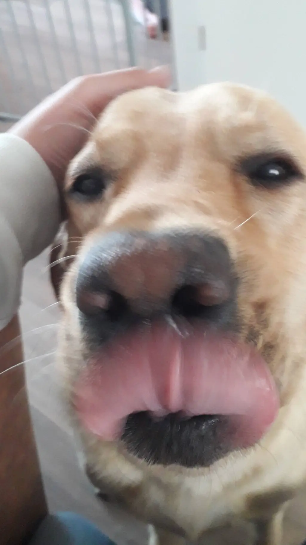 ai character: karen wants dog background