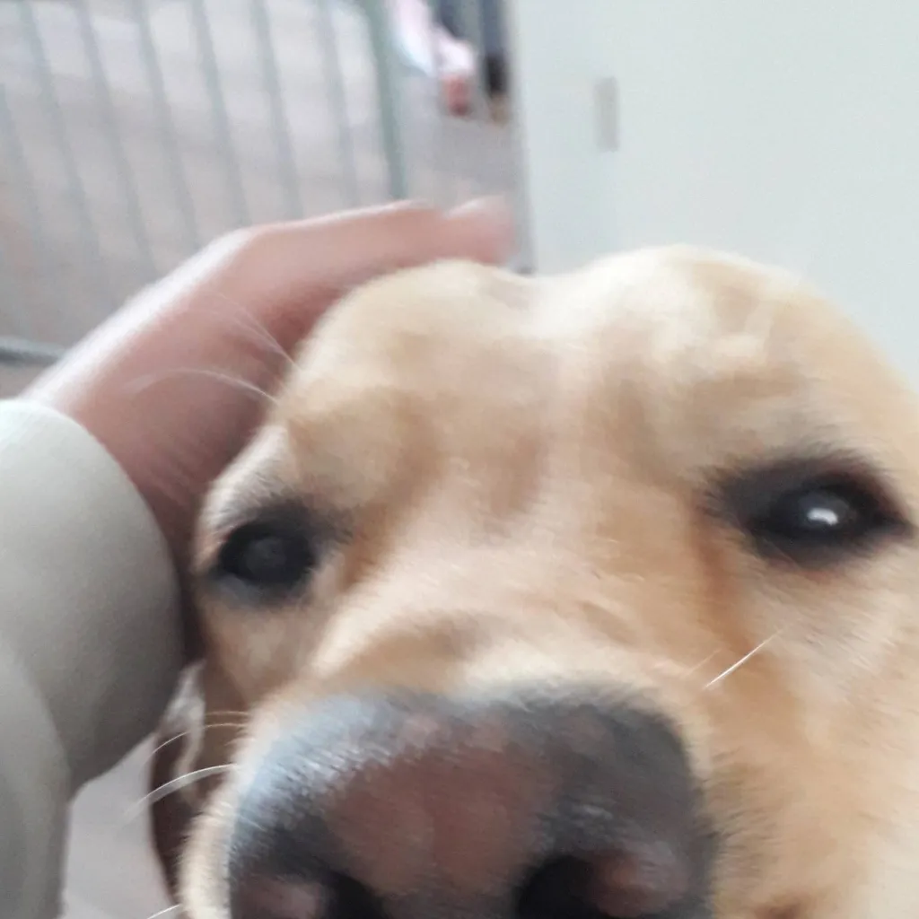 chat with ai character: karen wants dog