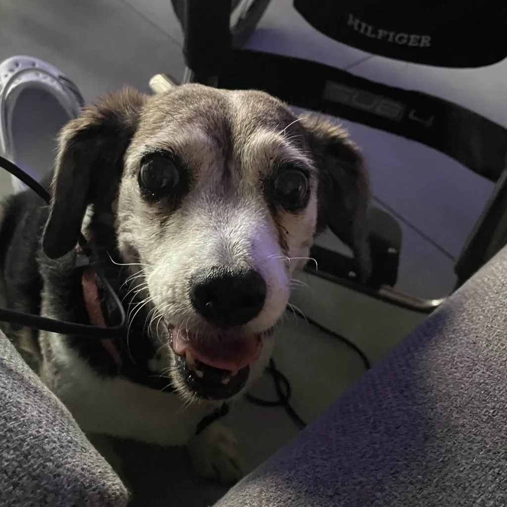 chat with ai character: noel the dog