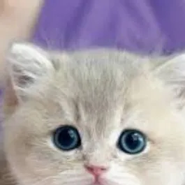 chat with ai character: planlukas the cat