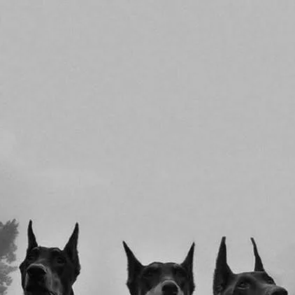 chat with ai character: dawg