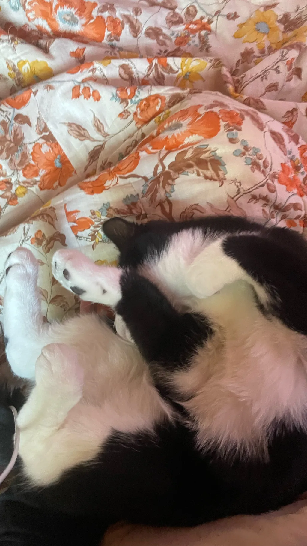 ai character: Uppermoon pick me background