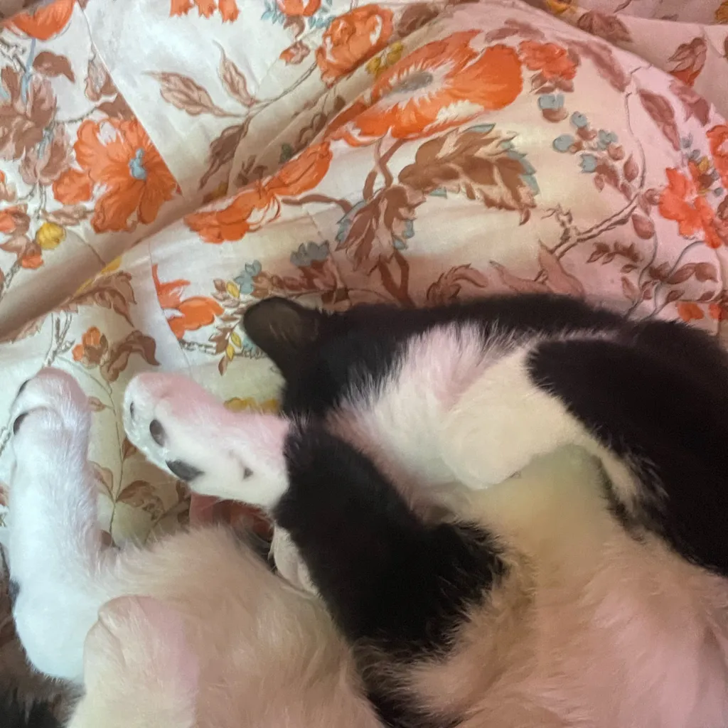 chat with ai character: Uppermoon pick me