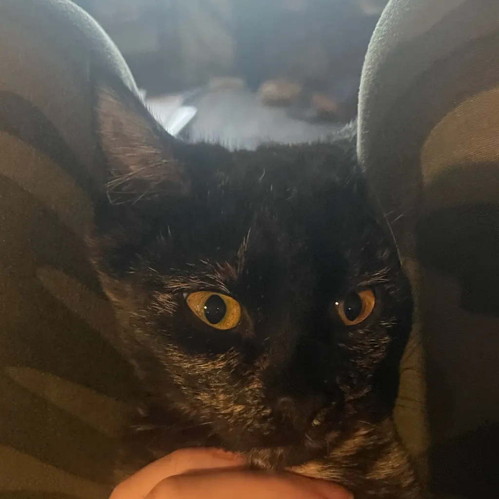 chat with ai character: Uppermoon RT