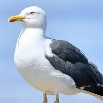 chat with ai character: I like tyusu