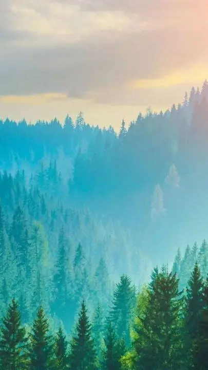 ai character: Forest background