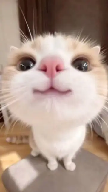 ai character: everyone protect u background